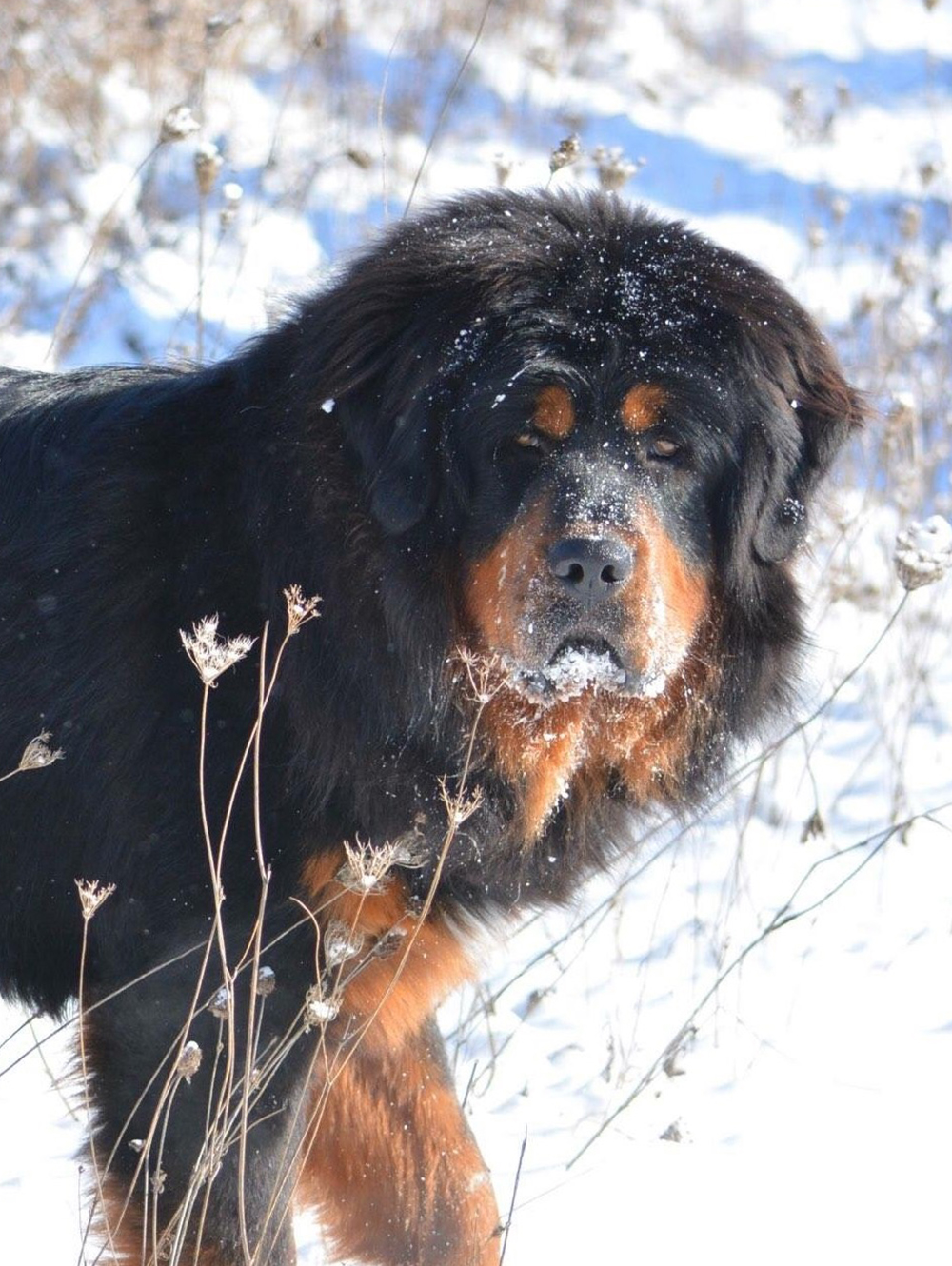 Tibetan Mastiff Of Canada Breeder Of Rare Tibetan Mastiffs Dogs Puppies Available